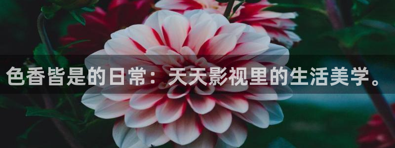 黑蚂蚁影视大全在线观看：色香皆是的日常：天天影视里的生活美学。
